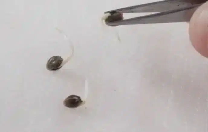 Step 9