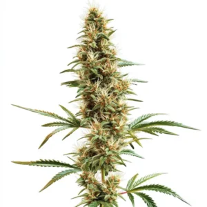 2046 Fast Version rostlina konopí s dlouhou hlavní palicí, hustými pryskyřičnými květy a štíhlými sativa listy.