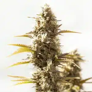 Cookies x GG Auto: Hustý vrcholový květ samonakvétací rostliny konopí s bohatou vrstvou pryskyřice.