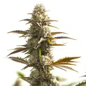 Gelato x OG Auto:Samonakvétací květ konopí s hustou pryskyřicí a kompaktními palicemi.