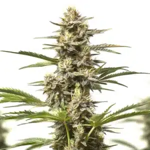 Purple Skunk Auto: Samonakvétací konopí s hustými pryskyřičnými květy a kompaktní strukturou.