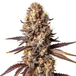 Shiskaberry x Gorilla Auto: Samonakvétací květ konopí a bohatou vrstvou pryskyřice.