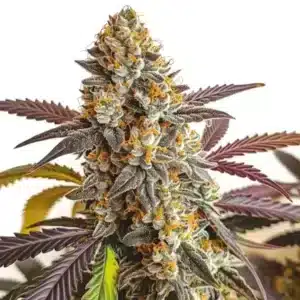 Strawberry Haze Auto: Samonakvétacího konopí s hustou vrstvou pryskyřice.