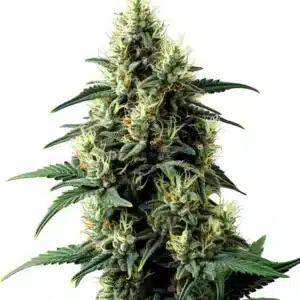 Tangerine Dream Auto: Samonakvétací konopná rostlina s hustými pryskyřičnými květy.