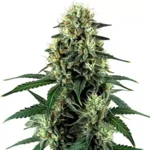 Triangle Kush Auto: Samonakvétací konopná rostlina s hustými pryskyřičnými květy.