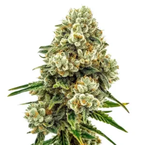 Acid Diesel rostlina konopí s hustými pryskyřičnými květy, kompaktní hlavní palicí a bohatou vrstvou trichomů.