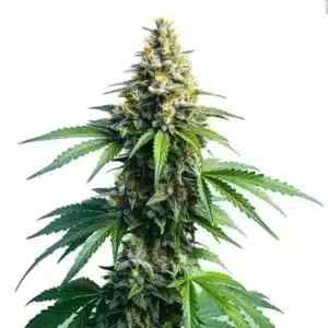 Afghan Kush rostlina konopí s hustou hlavní palicí, pryskyřičnými květy a širokými zelenými listy během kvetení.