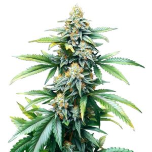 Afghan Kush Regular rostlina konopí s hustou hlavní palicí, pryskyřičnými květy a širokými zelenými listy během kvetení.
