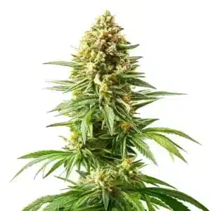 Afghan Kush x Blueberry rostlina konopí s hustou hlavní palicí, pryskyřičnými květy a širokými zelenými listy během kvetení.