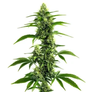 Afghan Kush x Super Skunk rostlina konopí s dlouhou hlavní palicí, hustými pryskyřičnými květy a zelenými listy během kvetení.