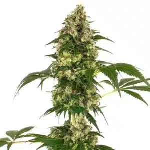Afghan x Haze rostlina konopí s dlouhou hlavní palicí, hustými pryskyřičnými květy a zelenými listy během kvetení.