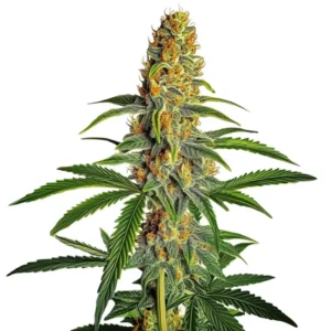 Amnesia Bubba Auto F1 samonakvétací rostlina konopí s hustou hlavní palicí, bohatými trichomy a světle zelenými květy.