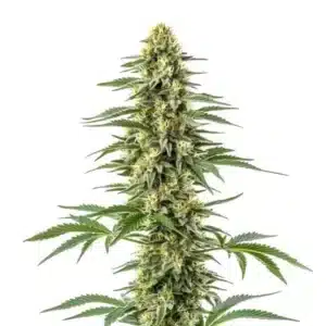 Amnesia Kush: vysoký květ konopí s hustými palicemi, výraznou vrstvou trichomů a světle zelenými listy.
