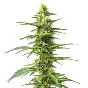 Amnesia Kush Auto samonakvétací rostlina konopí s dlouhou hlavní palicí, hustými pryskyřičnými květy a úzkými zelenými listy.
