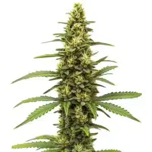 Amnesia Kush Regular rostlina konopí s hustou hlavní palicí, pryskyřičnými květy a světle zelenými listy během kvetení.
