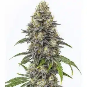 Amnesia Lemon Cake Boom Regular: hustý květ konopí s bohatou vrstvou trichomů, světlými pestíky a jemně fialovými odstíny listů.