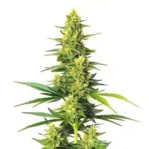 White Fire Alien Kush: Hybridní rostlina konopí s hustými pryskyřičnými květy.