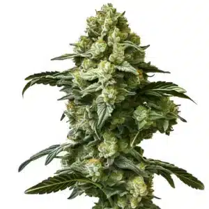 Banana Kush Auto: samonakvétací rostlina konopí s hustými pryskyřičnými květy, světlými pestíky a kompaktní strukturou palic.