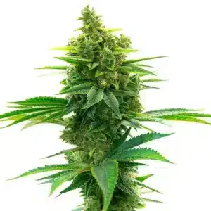 Big Jack Widow Auto: samonakvétací rostlina konopí s hustými zelenými palicemi, bohatou vrstvou trichomů a kompaktní strukturou květů.