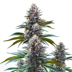 Blueberry Kush Regular: husté fialově zelené vrstvou pryskyřičných trichomů.