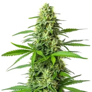 Blueberry x Big Bud Auto: hustá samonakvétací palice konopí s bohatou vrstvou trichomů.