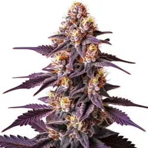Blueberry x Big Devil Auto: fialová samonakvétací odrůda konopí s hustými pryskyřičnými květy.