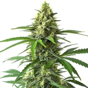 Bruce Banner x Kali Mist: rostlina konopí s dlouhým hustým hlavním květem pokrytým pryskyřicí.