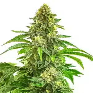 Bruce Banner x Tropi BCN Regular: Fotoperiodická rostlina konopí s hustým pryskyřičným hlavním květem,