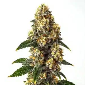 Bubba Kush: Rostlina konopí s hustým pryskyřičným hlavním květem.