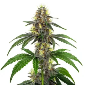 White Widow CBD (1:10): CBD odrůda konopí s hustými pryskyřičnými květy a poměrem CBD:THC 10:1.