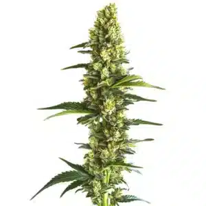 Candy Kush Fast Version: kvetoucí rostlina konopí s dlouhým hustým květem pokrytým pryskyřicí a zelenými listy.