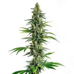 Cinderella 99 x Amnesia Haze: Hustý květ konopí s kompaktní strukturou a bohatou vrstvou trichomů.