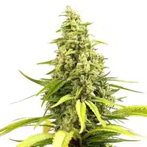 Critical Cream Caramel Auto: Hustý vrcholový květ samonakvétací rostliny konopí s bohatou vrstvou pryskyřice.