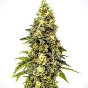 Critical Jack Auto: zralý květ konopí s hustou hlavní palicí a silnou vrstvou pryskyřičných trichomů.