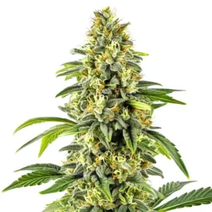 Critical x Cheese Candy Regular: Hustá pryskyřičná palice pravidelné hybridní odrůdy konopí.