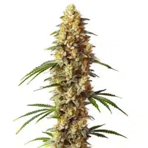 Critical x GG4 Auto: Hustá pryskyřičná palice samonakvétací hybridní odrůdy konopí.
