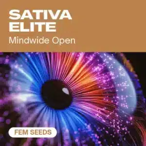 Sativa Elite Fem: Feminizovaná semena konopí Sativa.