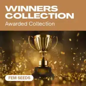 Kolekce Winners: kolekce oceněných feminizovaných semen konopí Winners Collection od Blimburn Seeds.