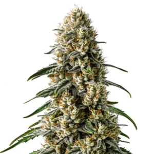 Girl Scout Cookies x Jack Herer: Hustý květ konopí s bohatou pryskyřicí a kompaktními světle zelenými palicemi.