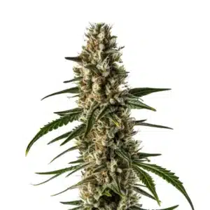 Girl Scout Cookies x Somango Auto: Samonakvétací květ konopí s hustou pryskyřicí a kompaktními světle zelenými palicemi.