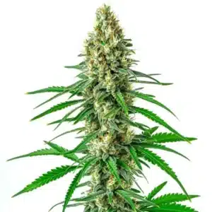 Sour Cookies: Hustý květ konopí s bohatou vrstvou pryskyřice.