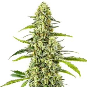 Tangie Kush Regular: Pravidelná konopná rostlina s hustým hlavním květem a pryskyřičnými palicemi.