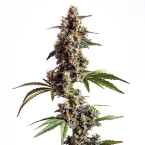 Grandaddy x Bruce Banner Regular: Hustý regulérní květ konopí a bohatou vrstvou pryskyřice.