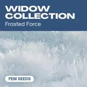 Kolekce Widow: kolekce feminizovaných semen konopí Widow Collection od Blimburn Seeds.