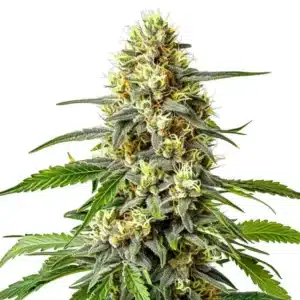 Haze XL Auto: Samonakvétací květ konopí s hustou pryskyřicí.
