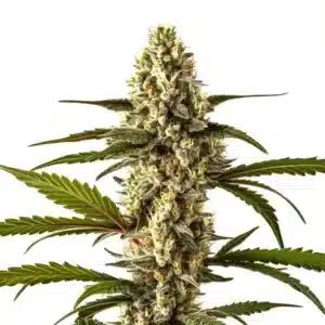 Lemon Haze Auto: Samonakvétací rostlina konopí s hustou hlavní palicí a pryskyřičnými květy.