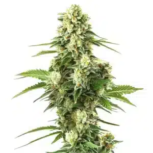Lemon Kush F1: hybridní rostlina konopí F1 s hustou hlavní palicí a pryskyřičnými květy.