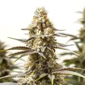 Lemon Tree x Amnesia: Hybridní rostlina konopí s hustou hlavní palicí a pryskyřičnými květy.