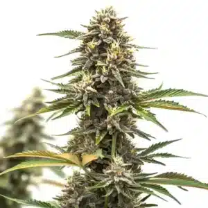 Mandarine Auto: Samonakvétací odrůda konopí s hustým květem a bohatými trichomy.