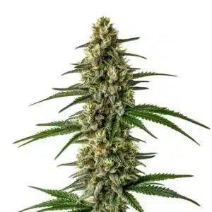 Mexican Haze: Hustý květ konopí s bohatými trichomy a kompaktní strukturou.